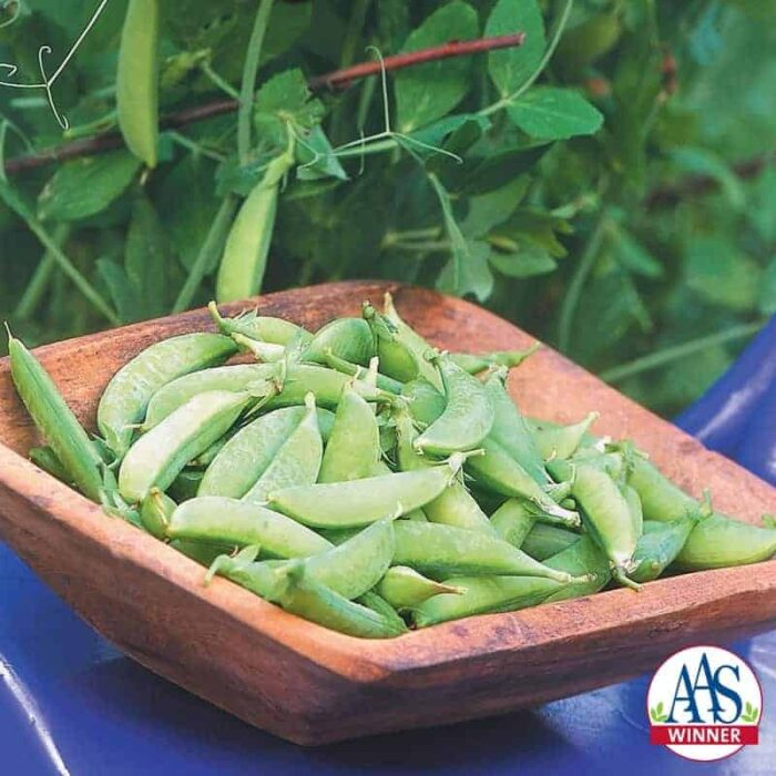 Pea Sugar Ann