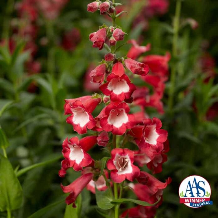 Penstemon Arabesque™ Red F1 2014 AAS Flower Award Winner Everything about Penstemon Arabesque™ Red F1 makes it essential for your garden!