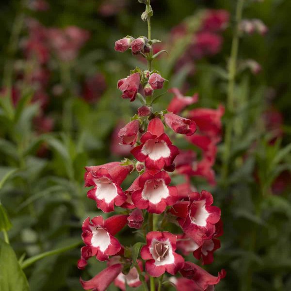 Penstemon Arabesque™ Red F1 2014 AAS Flower Award Winner Everything about Penstemon Arabesque™ Red F1 makes it essential for your garden!