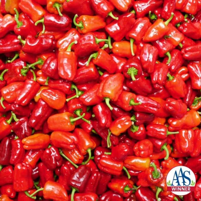 Pepper Cajun Belle 2010 AAS Vegetable Award Winner This AAS Winner is delicious tasting with a hint of heat and great Cajun flavor.