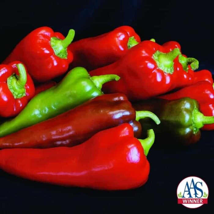 Pepper Carmen F1 - 2006 AAS Edible - Vegetable Winner 'Carmen' is an improved sweet pepper with an unusual shape.