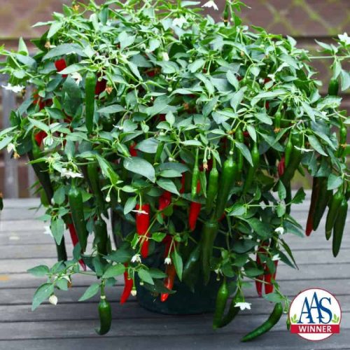 Pepper Cayennetta F1 - 2012 AAS Vegetable Winner - Cayennetta is an excellent tasting mildly spicy pepper that is very easy to grow, even for novice gardeners.
