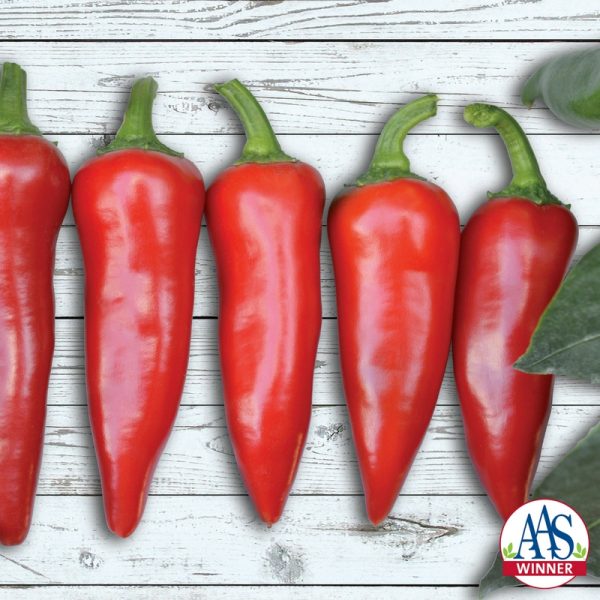 Pepper Flaming Flare F1 - AAS Winner - The fruit is ideal for making chili sauces and the heat of that sauce will increase depending on how late in the season the peppers are harvested.