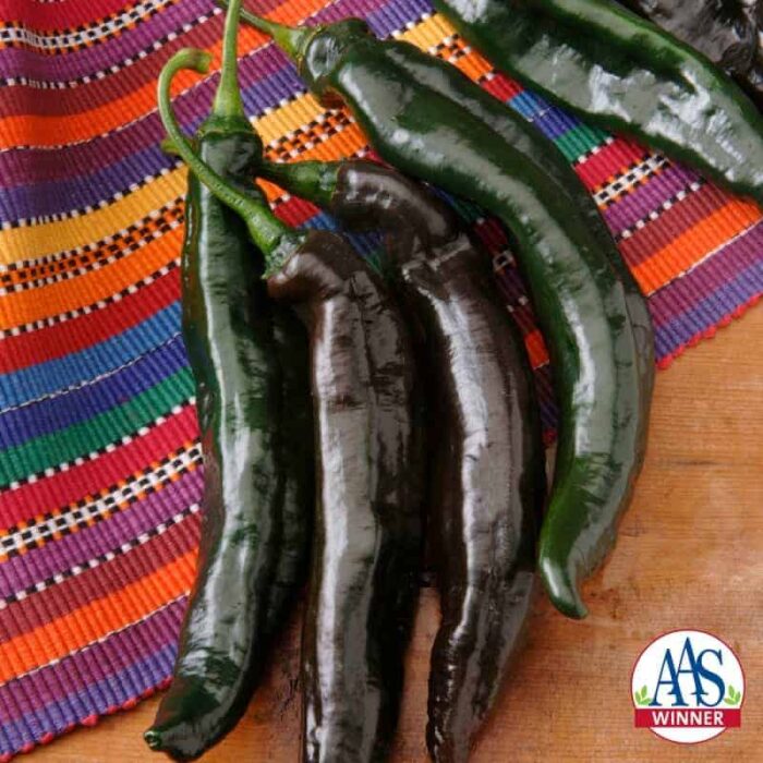 Pepper Holy Molé hybrid - 2007 AAS Vegetable Award Winner 'Holy Molé' is a memorable name and the plant will provide a memorable harvest of peppers.
