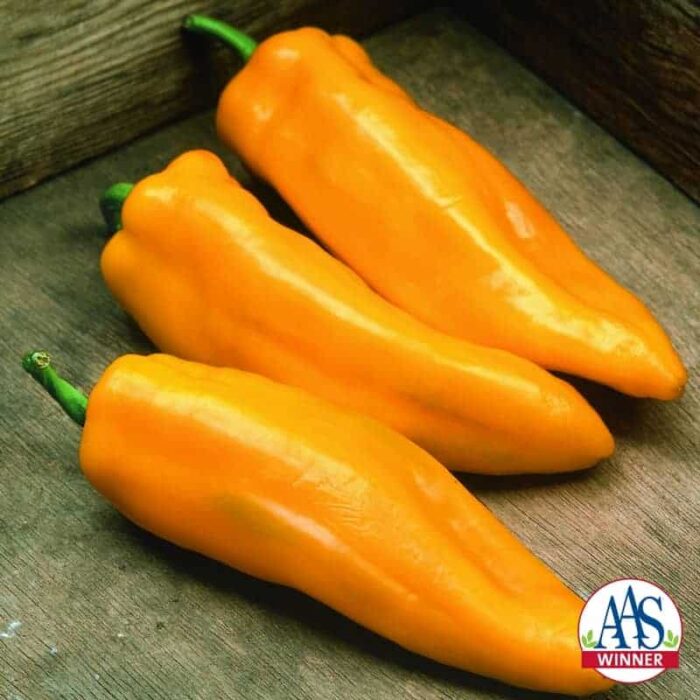 Pepper Mama Mia Giallo F1 2014 AAS Vegetable Award Winner Very early maturing yellow sweet Italian pepper.