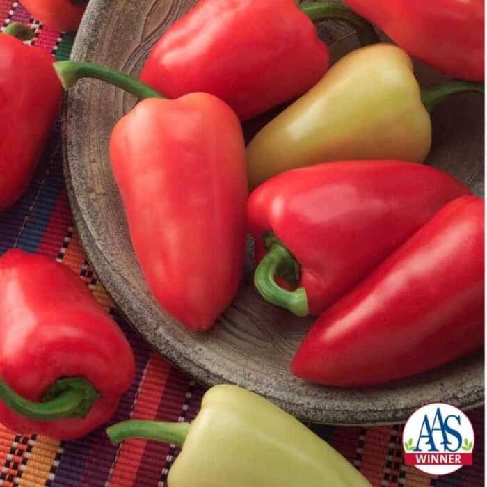Pepper Mariachi hybrid 2006 - AAS Edible - Vegetable Winner Mariachi is named after the Mexican regional musical band that became popular in Jalisco, Mexico in the mid-1800's.