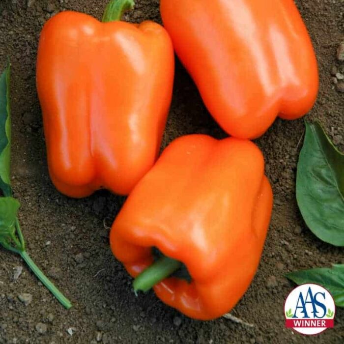 Pepper Orange Blaze