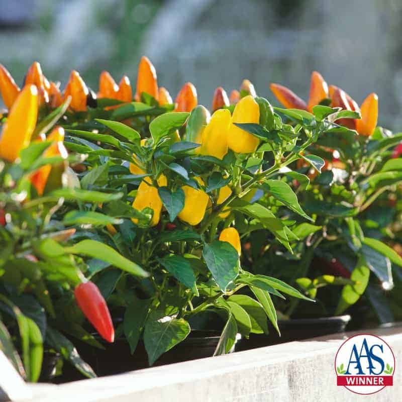 Pretty N Sweet Pepper F1 is just that: a sweet, multi-colored pepper on a compact 18” plant that is attractive to use in ornamental gardens and containers.