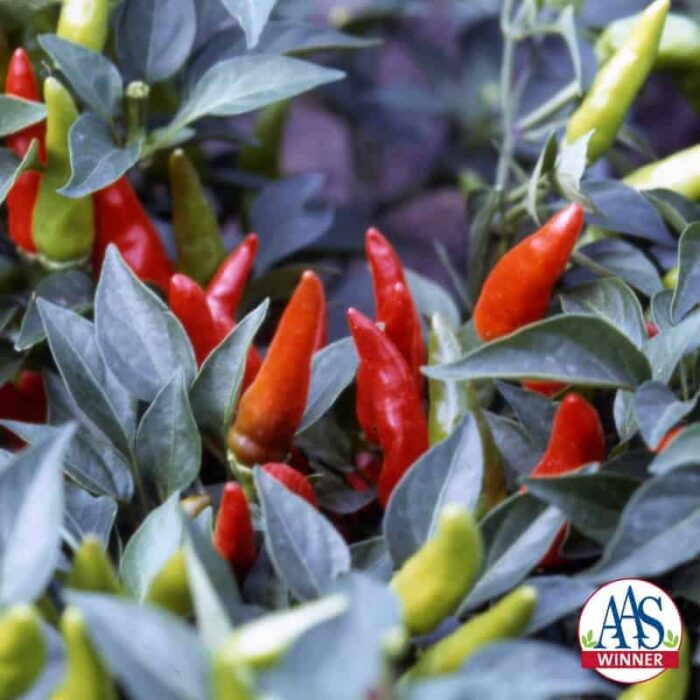 Pepper Super Chili