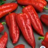 Pepper Giant Ristra F1 2014 AAS Vegetable Award Winner Heavy yield of bright red very hot 7-inch chile peppers.