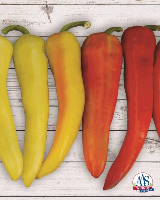 Sweet Sunset is a compact banana pepper that is vigorous and sets a large amount of concentrated fruit.