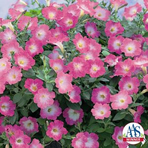 Petunia Opera Supreme Pink Morn F1 - 2007 AAS Bedding Plant Award Winner Iridescent pink blooms are the unique feature of this vigorous trailing petunia.