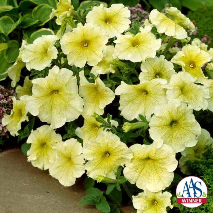 Petunia Prism Sunshine F1- 1998 AAS Bedding Plant Winner - This single, large, grandiflora flower is creamy yellow.