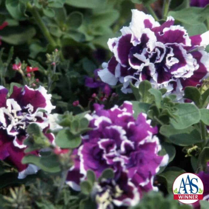 Petunia Purple Pirouette