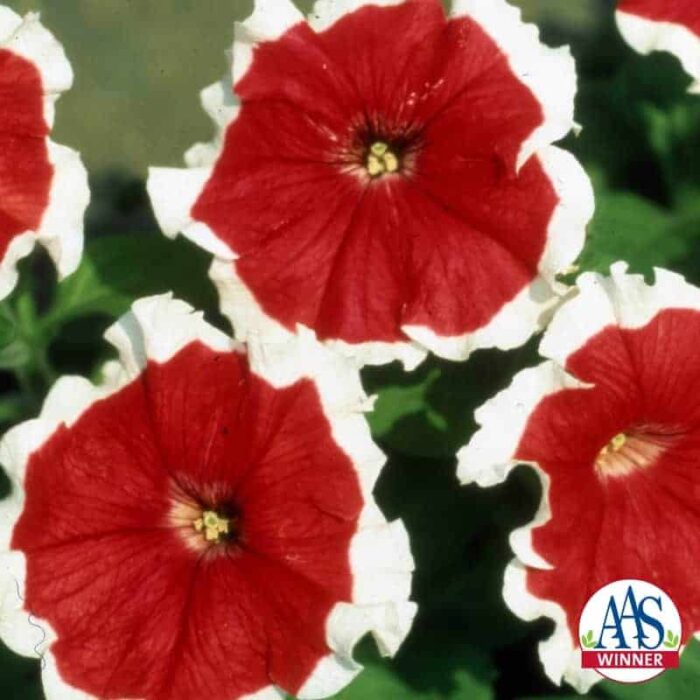 Petunia Red Picotee
