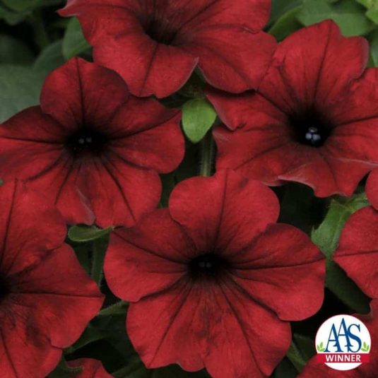 Petunia Tidal Wave Red Velour F1 - Large flowers literally cover the vigorously spreading plants that rarely need deadheading because new blooms continuously pop up and cover the old, spent blooms.