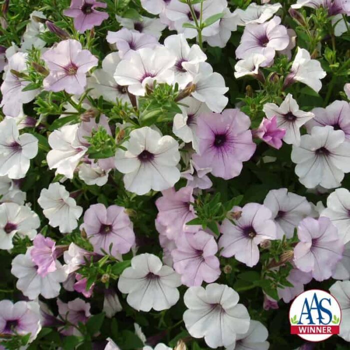 Petunia Tidal Wave Silver - 2002 AAS Flower Winner - Sporting silvery white blooms with dark purple centers, Tidal Wave Silver is distinct.