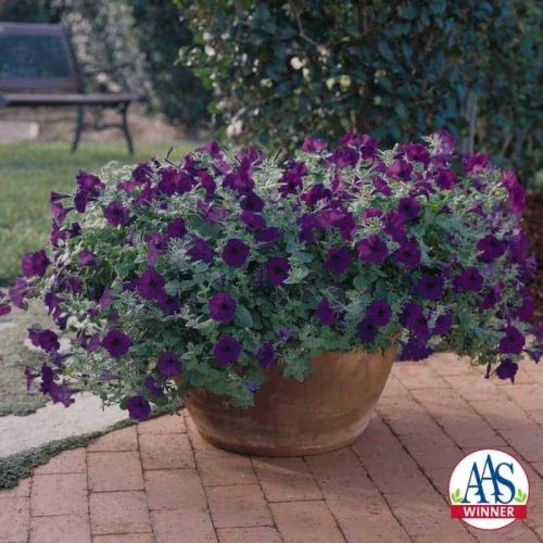 Petunia Wave® Blue - 2003 AAS Flower Winner The velvety, dark blue 2-inch blooms cover this trailing plant for the growing season.