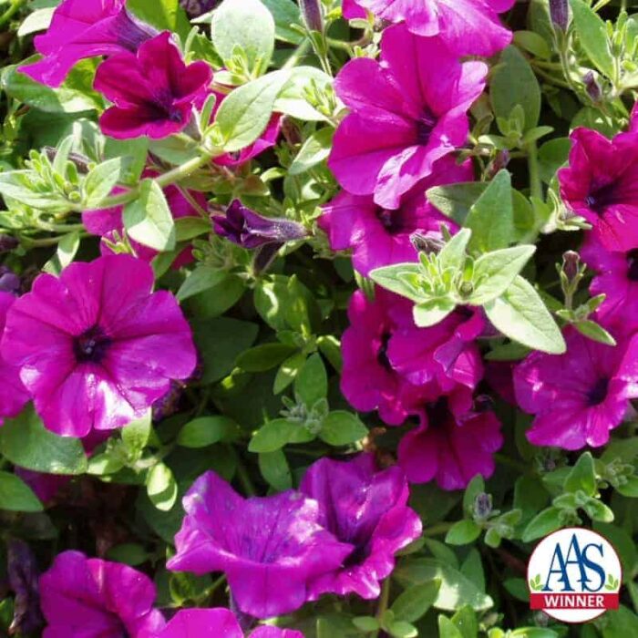 Petunia Wave® Lavender- 2002 AAS Flower Winner -Wave Lavender earned its AAS Award with a trailing, ground cover habit and exceptional garden performance similar to the famous Wave® Purple.