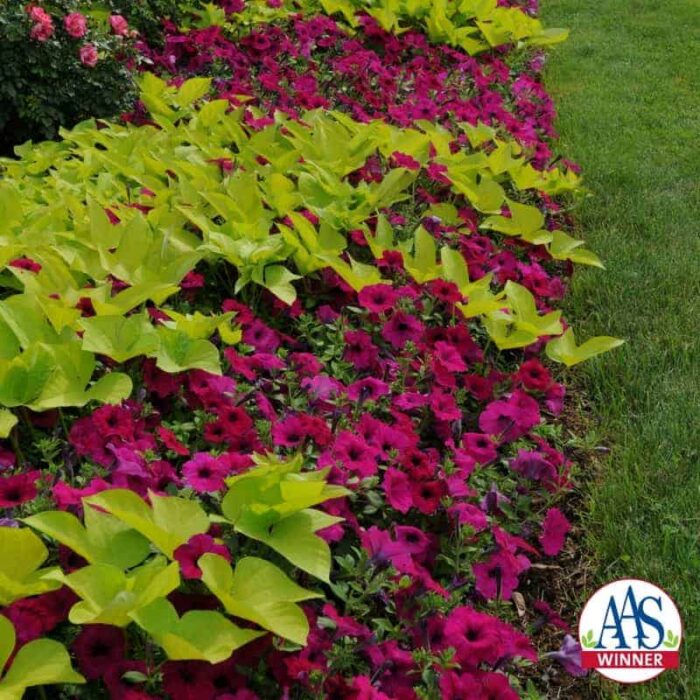 Petunia Wave® Purple F1