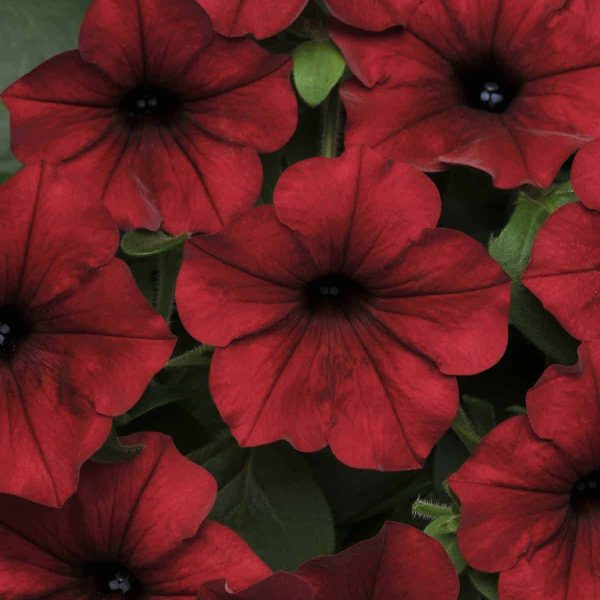 Petunia Tidal Wave Red Velour F1 - Large flowers literally cover the vigorously spreading plants that rarely need deadheading because new blooms continuously pop up and cover the old, spent blooms.