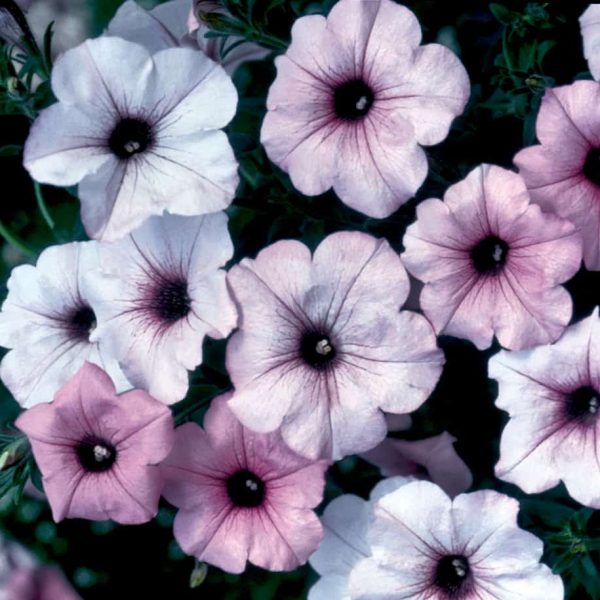 Petunia Tidal Wave Silver - 2002 AAS Flower Winner - Sporting silvery white blooms with dark purple centers, Tidal Wave Silver is distinct.
