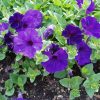 Petunia Wave® Blue - 2003 AAS Flower Winner The velvety, dark blue 2-inch blooms cover this trailing plant for the growing season.