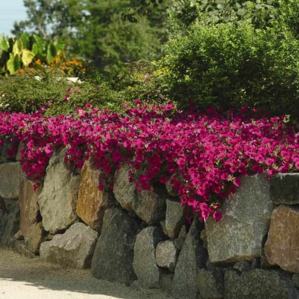 Petunia Wave® Purple F1