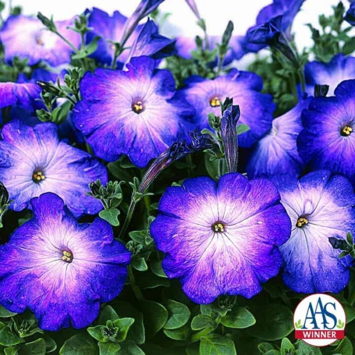 Petunia Merlin Blue Morn F1 - 2003 AAS Flower Winner A distinctly different blue and white petunia, the 2½-inch blooms are pure white in the center with a soft transition to velvety blue on the petal edge.