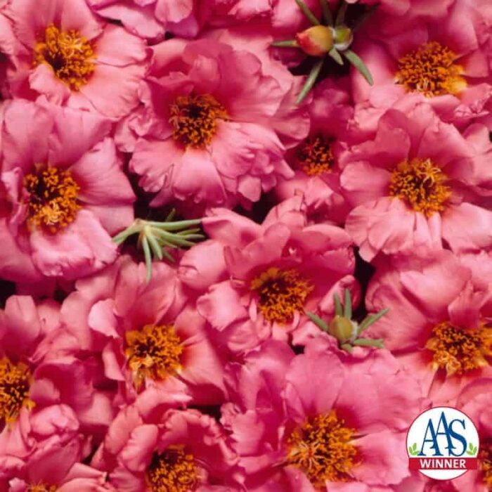 Portulaca Sundial Peach F1 - 1999 AAS Bedding Plant Winner - A glowing peach flower color is unique for this moss rose.