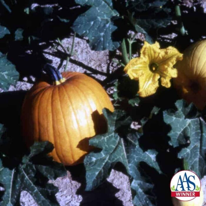 Pumpkin Autumn Gold