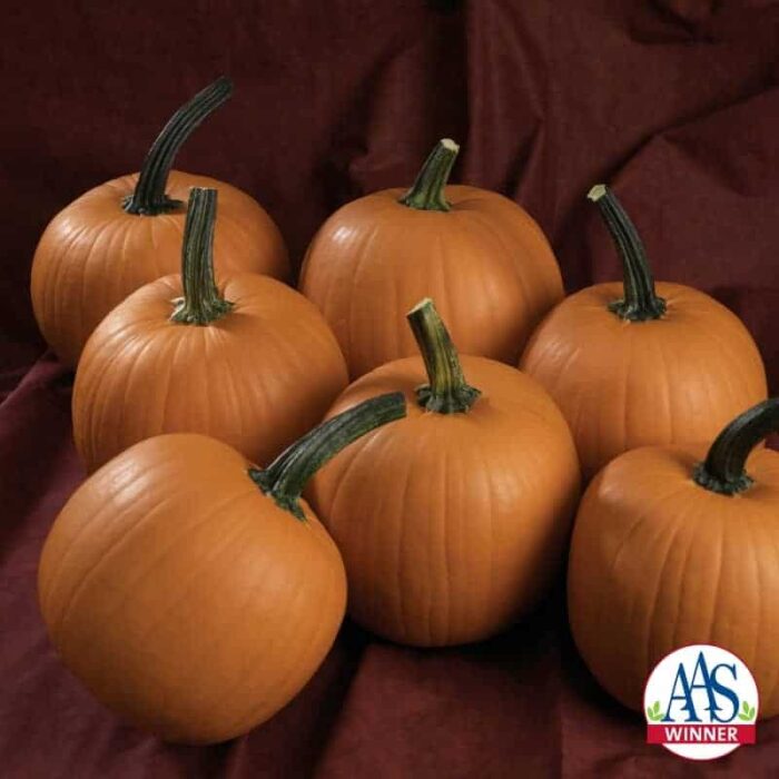Pumpkin Hijinks F1 - 2011 AAS Edible - Vegetable Winner- This winning pumpkin variety produces small-sized, 7 to 9 pound fruits, of a very uniform size and shape.