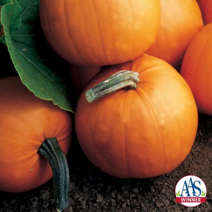 Pumpkin Orange Smoothie F1 - 2002 AAS Edible - Vegetable Winner Children will be infatuated with Orange Smoothie pumpkins.