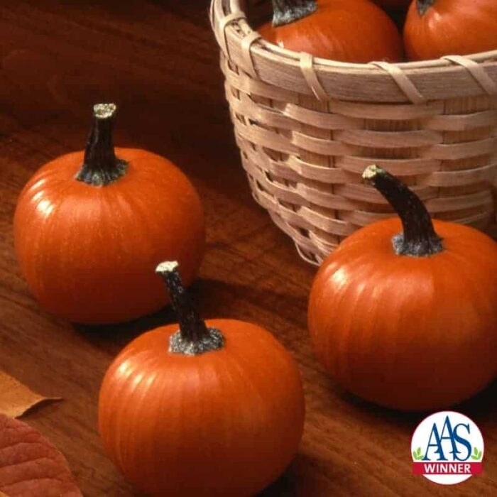 Pumpkin Wee-B-Little