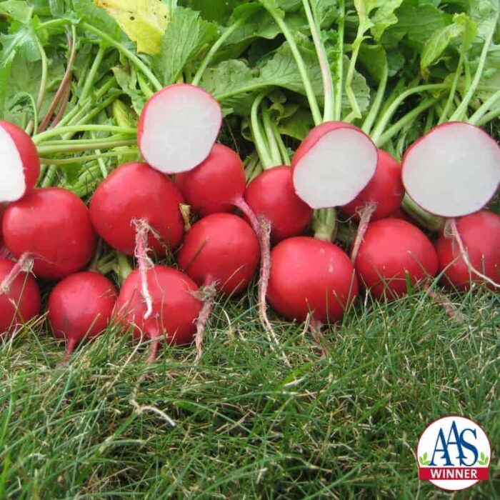 Radish Roxanne F1 - 2015 AAS Edible - Vegetable Award Winner Roxanne is a hybrid radish with uniform bright red color and a beautiful creamy white interior.