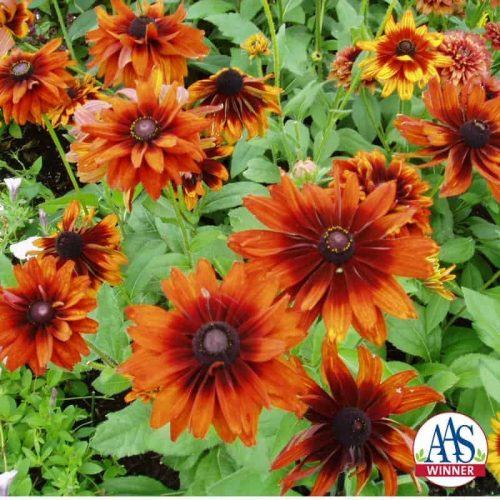 Rudbeckia Cherokee Sunset - 2002 AAS Flower Winner This Rudbeckia hirta contains a blend of sunset colors; yellow, orange, bronze, mahogany and shades of these colors.