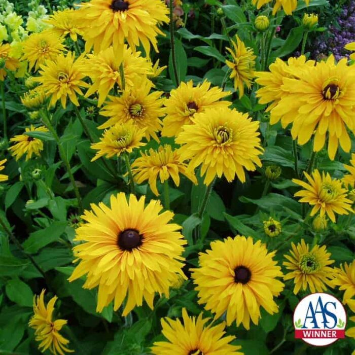 Rudbeckia hirta Gloriosa Double