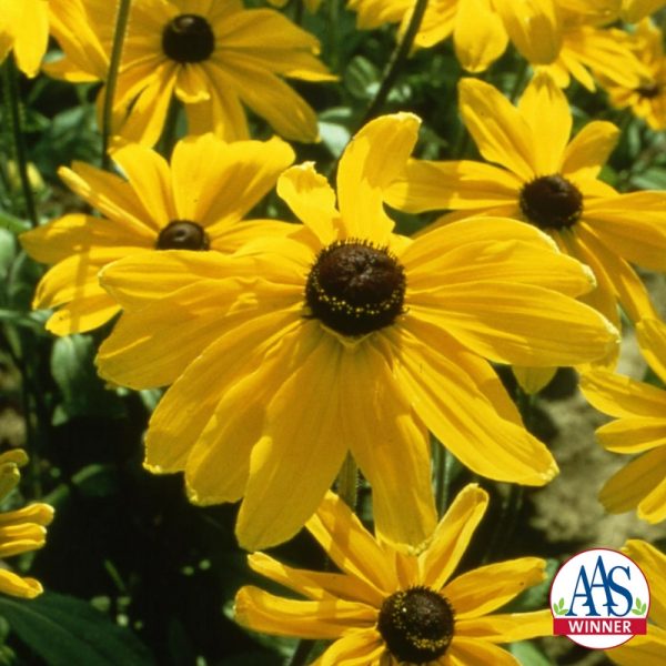 Rudbeckia Indian Summer