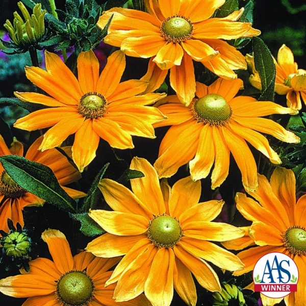 Rudbeckia Prairie Sun - 2003 AAS Flower Winner This robust rudbeckia has distinctive blooms.