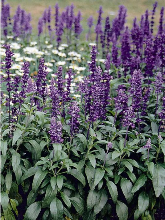 Salvia Evolution Violet - 2006 AAS Flower Winner - Evolution is the first Salvia farinacea with violet flower spikes.