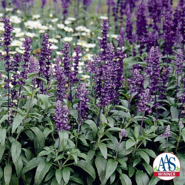 Salvia Evolution Violet - 2006 AAS Flower Winner - Evolution is the first Salvia farinacea with violet flower spikes.