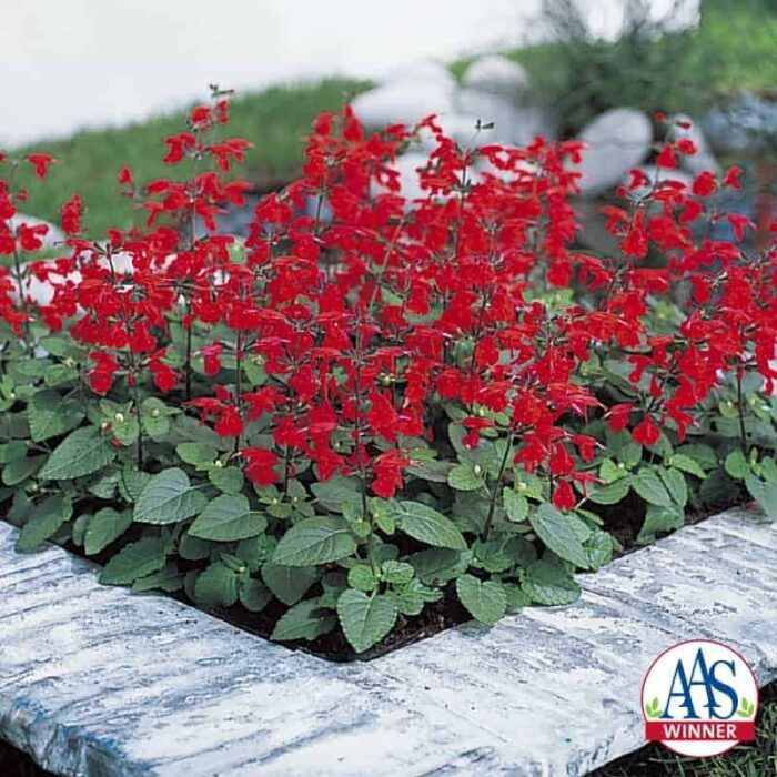Salvia Summer Jewel Red - 2011 AAS Bedding Plant Award Winner This AAS Bedding Plant Award Winner was consistently rated “superior” or “above average” by the AAS judges because of its early and generous flower blossoms, continuing from spring to autumn.