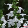 Salvia Summer Jewel White - 2015 AAS Winner - This dwarf sized, compact plant has a prolific bloom count throughout the summer. As a bonus, the blooms appear almost two weeks earlier than other white salvias.