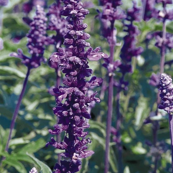 Salvia Evolution Violet - 2006 AAS Flower Winner - Evolution is the first Salvia farinacea with violet flower spikes.