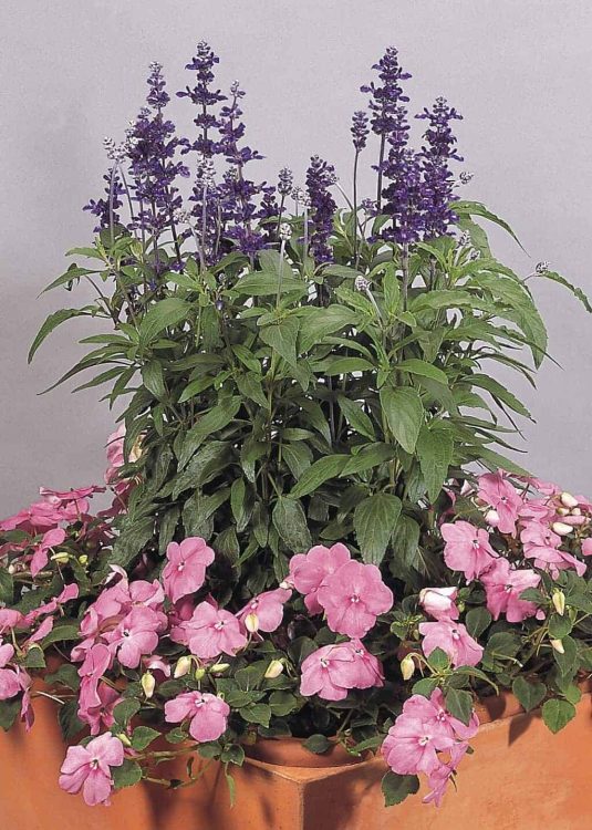 Salvia Evolution Violet - 2006 AAS Flower Winner - Evolution is the first Salvia farinacea with violet flower spikes.