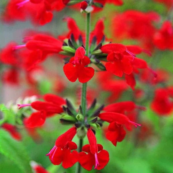 Salvia Summer Jewel Red - 2011 AAS Bedding Plant Award Winner This AAS Bedding Plant Award Winner was consistently rated “superior” or “above average” by the AAS judges because of its early and generous flower blossoms, continuing from spring to autumn.