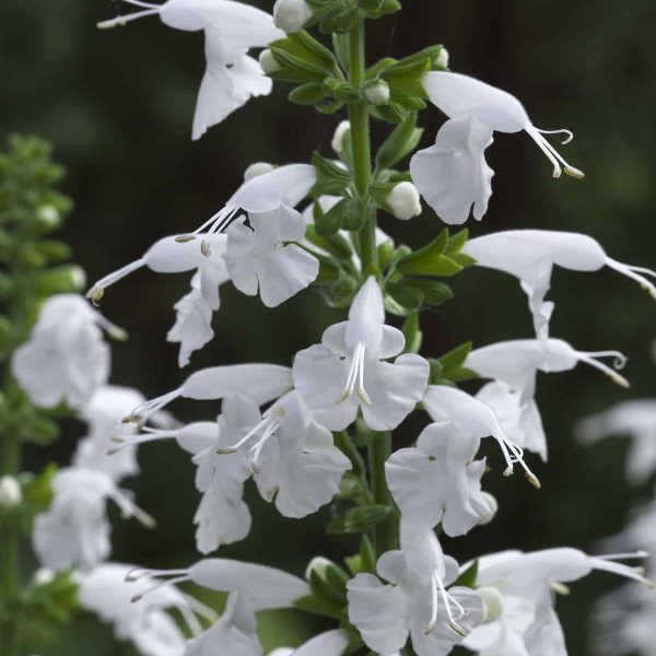 Salvia Summer Jewel White - 2015 AAS Winner - This dwarf sized, compact plant has a prolific bloom count throughout the summer. As a bonus, the blooms appear almost two weeks earlier than other white salvias.