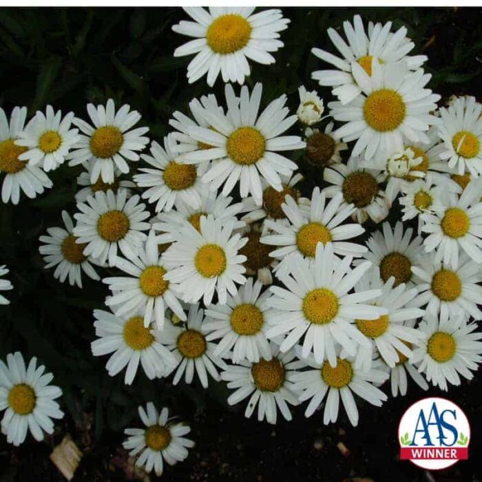 Shasta Daisy Snow Lady