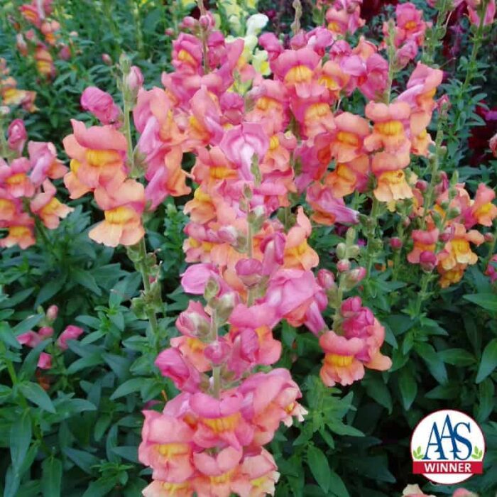 Snapdragon Rocket Bronze