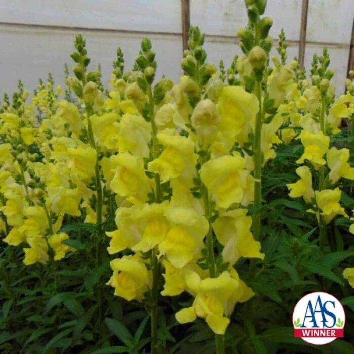 Snapdragon Rocket Golden